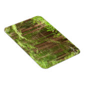 Redwood Trees at Muir Woods National Monument マグネット (右側)