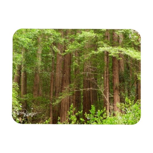 Redwood Trees at Muir Woods National Monument マグネット (横)
