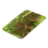 Redwood Trees at Muir Woods National Monument マグネット (左側)