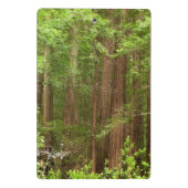 Redwood Trees at Muir Woods National Monument ミニクリップボード (裏面)