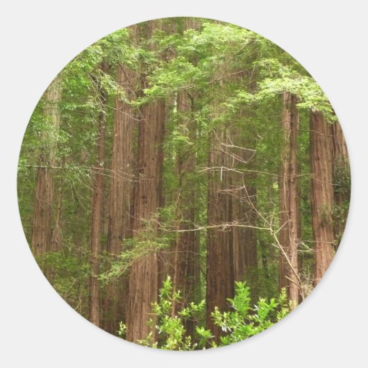 Redwood Trees at Muir Woods National Monument ラウンドシール (正面)