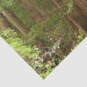 Redwood Trees at Muir Woods National Monument 薄葉紙 (詳細)