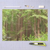 Redwood Trees at Muir Woods National Monument 薄葉紙 (クラフト)