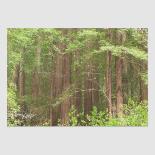 Redwood Trees at Muir Woods National Monument 薄葉紙 (正面)
