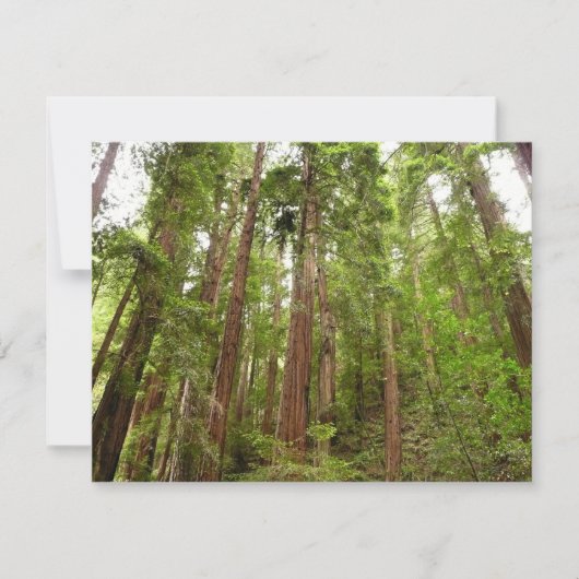 RedwoodsまでMuir Woods National Monument カード (正面)
