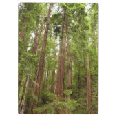 RedwoodsまでMuir Woods National Monument クリップボード (裏面)