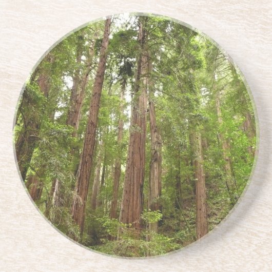 RedwoodsまでMuir Woods National Monument コースター (正面)