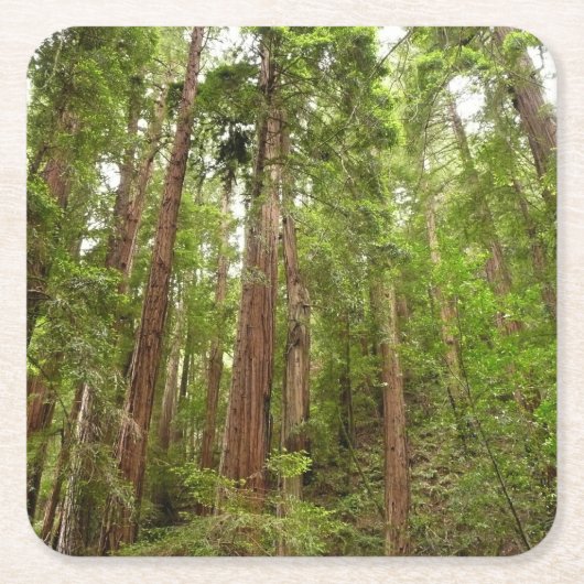 RedwoodsまでMuir Woods National Monument スクエアペーパーコースター (正面)
