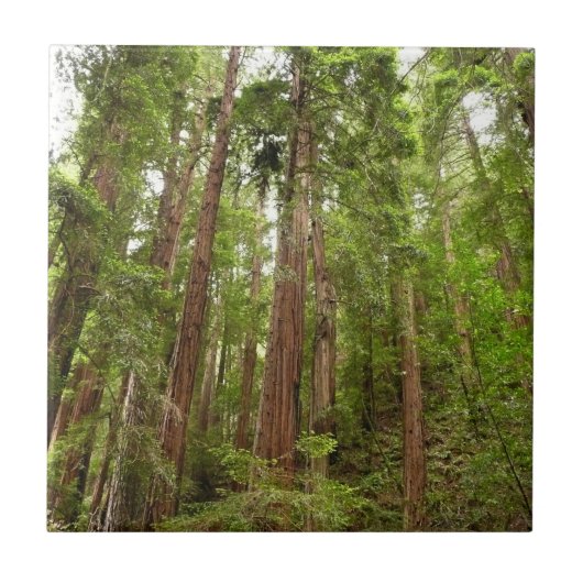 RedwoodsまでMuir Woods National Monument タイル (正面)