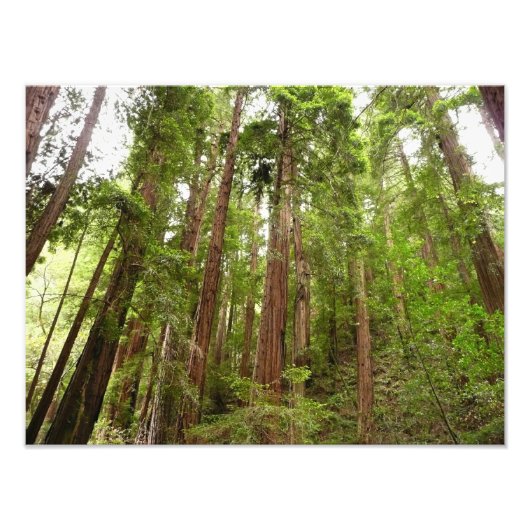 RedwoodsまでMuir Woods National Monument フォトプリント (正面)
