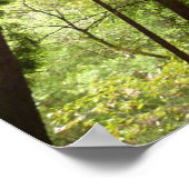 RedwoodsまでMuir Woods National Monument ポスター (角)