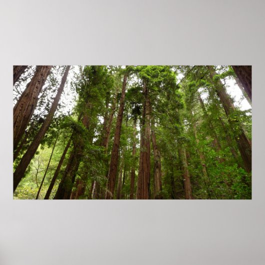 RedwoodsまでMuir Woods National Monument ポスター (正面)