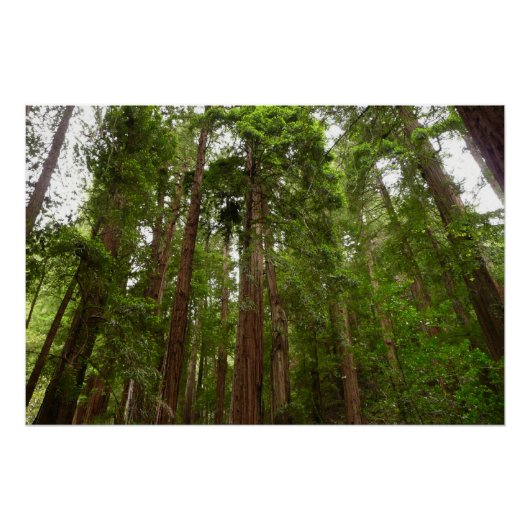 RedwoodsまでMuir Woods National Monument ポスター (正面)
