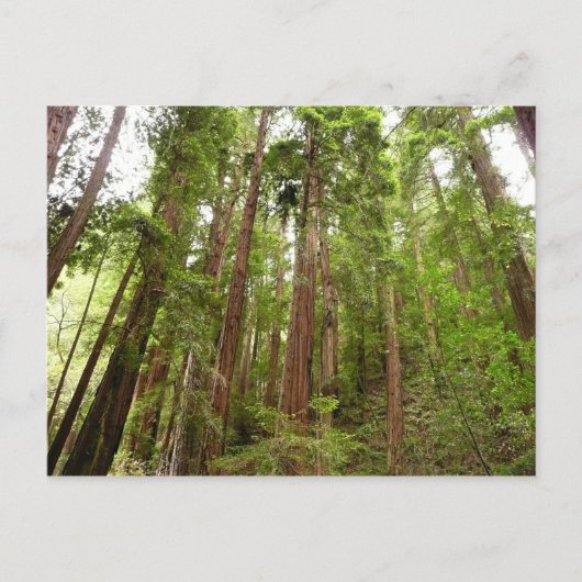 RedwoodsまでMuir Woods National Monument ポストカード (正面)
