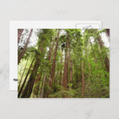 RedwoodsまでMuir Woods National Monument ポストカード (正面/裏面)