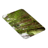 RedwoodsまでMuir Woods National Monument マグネット (右側)