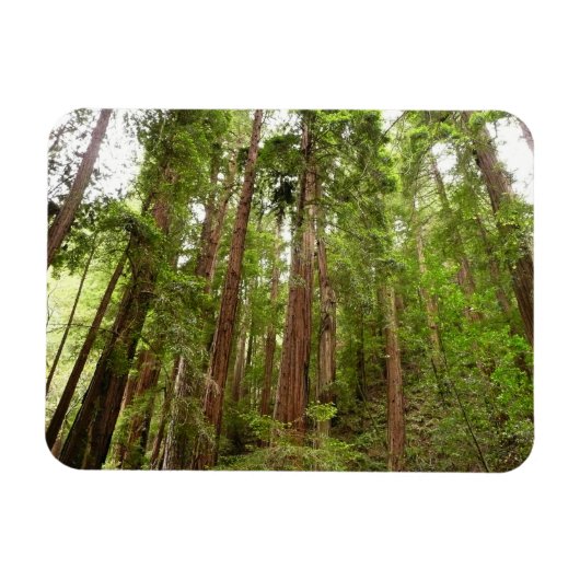 RedwoodsまでMuir Woods National Monument マグネット (横)