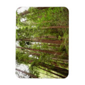 RedwoodsまでMuir Woods National Monument マグネット (縦)