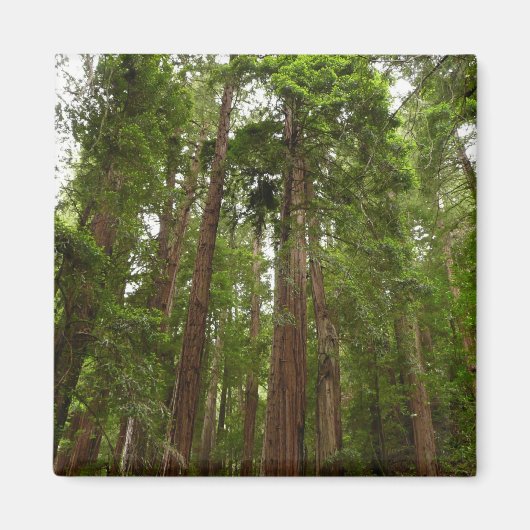 RedwoodsまでMuir Woods National Monument マグネット (正面)
