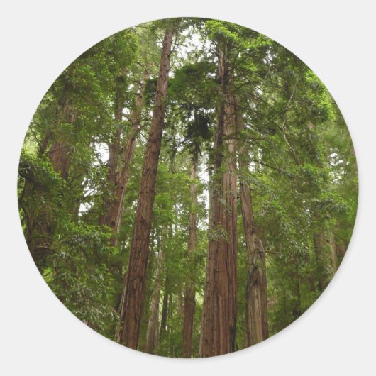 RedwoodsまでMuir Woods National Monument ラウンドシール (正面)