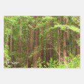 RedwoodsまでMuir Woods National Monument ラッピングペーパーシート (正面3)