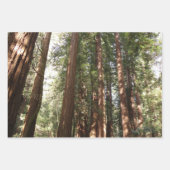 RedwoodsまでMuir Woods National Monument ラッピングペーパーシート (正面3)