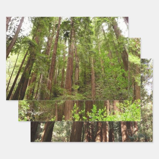 RedwoodsまでMuir Woods National Monument ラッピングペーパーシート (セット)