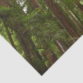 RedwoodsまでMuir Woods National Monument 薄葉紙 (詳細)