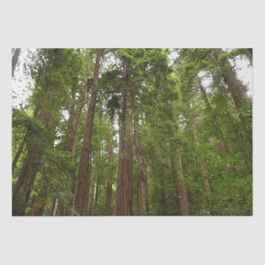RedwoodsまでMuir Woods National Monument 薄葉紙 (正面)