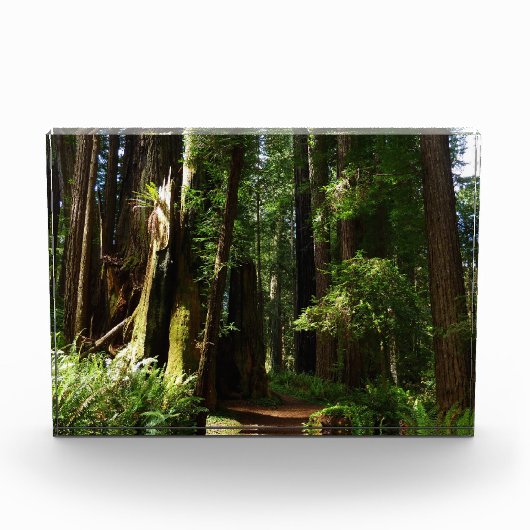 Redwoods and Ferns at Redwood National Park フォトブロック (正面)