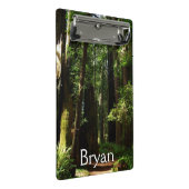 Redwoods and Ferns at Redwood National Park ミニクリップボード (アングル)