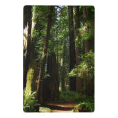 Redwoods and Ferns at Redwood National Park ミニクリップボード (裏面)