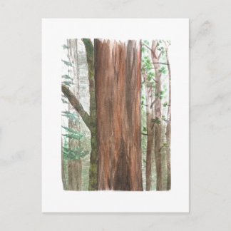 redwoods postcard ポストカード