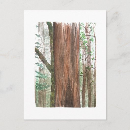 redwoods postcard ポストカード (正面)