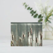 Reedmacesはがき ポストカード (スタンド正面)