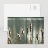 Reedmacesはがき ポストカード (正面/裏面)