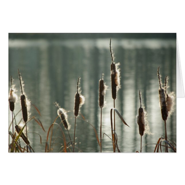 Reedmacesカード (正面横)