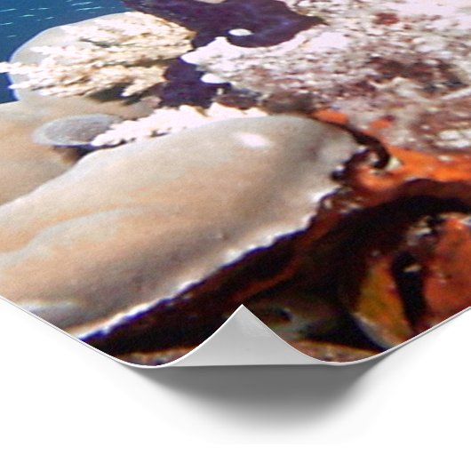 Reef ポスター (角)