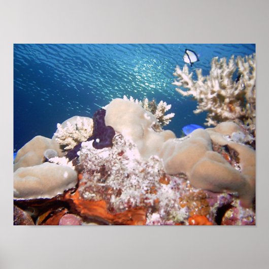 Reef ポスター (正面)