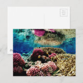 reef-386973サンゴ礁景観カラフルunderwa ポストカード (正面/裏面)