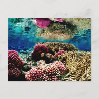 reef-386973サンゴ礁景観カラフルunderwa ポストカード
