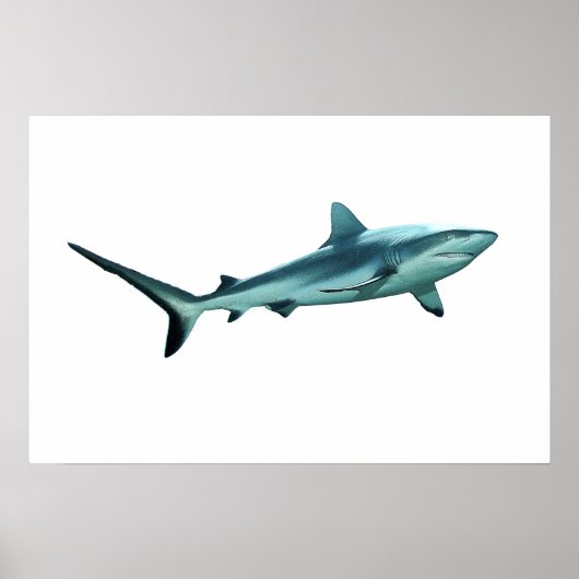 Reefshark - 抽象的なデザイン - 写真からカットアウト | ポスター (正面)