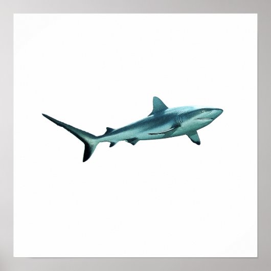 Reefshark - 抽象的なデザイン - 写真から切り抜いた | ポスター (正面)