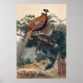 Reeves Pheasant by Joseph Wolf ポスター (正面)