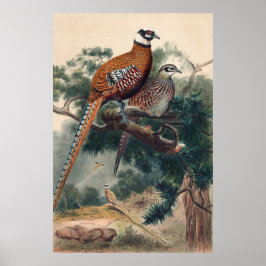 Reeves Pheasant by Joseph Wolf ポスター
