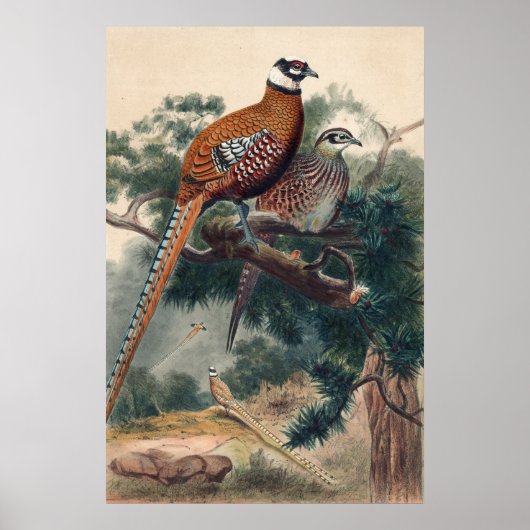 Reeves Pheasant by Joseph Wolf ポスター (正面)