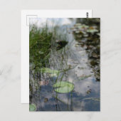 Reflections at the Water's Edge ポストカード (正面/裏面)