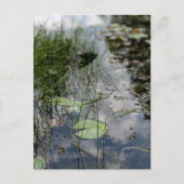 Reflections at the Water's Edge  ポストカード (正面)