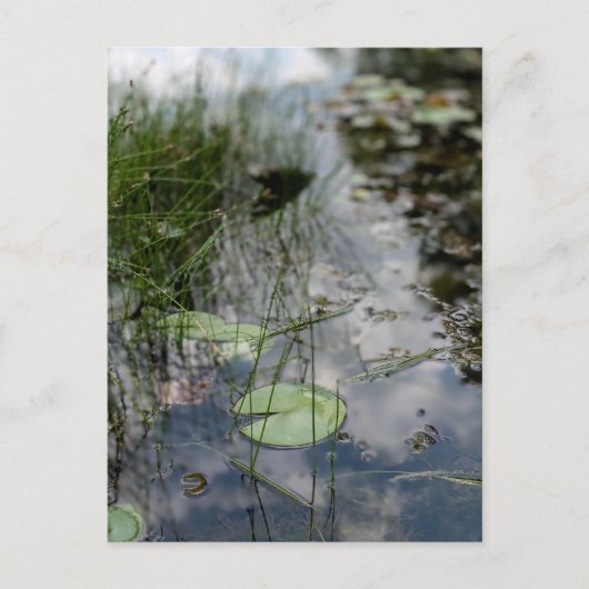 Reflections at the Water's Edge ポストカード (正面)