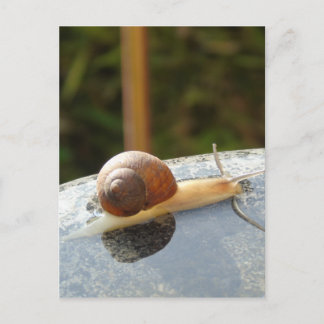 Refreshing Snail ポストカード